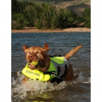 PETEGO Salty Dog Pet Life Vest жилет спасательный для собак